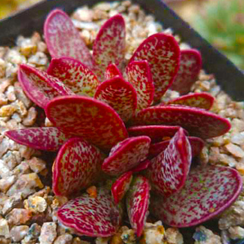 稀有多肉 水泡_赤兔水泡多肉植物神想曲草莓蛋糕赤玉梅花鹿天锦章稀有