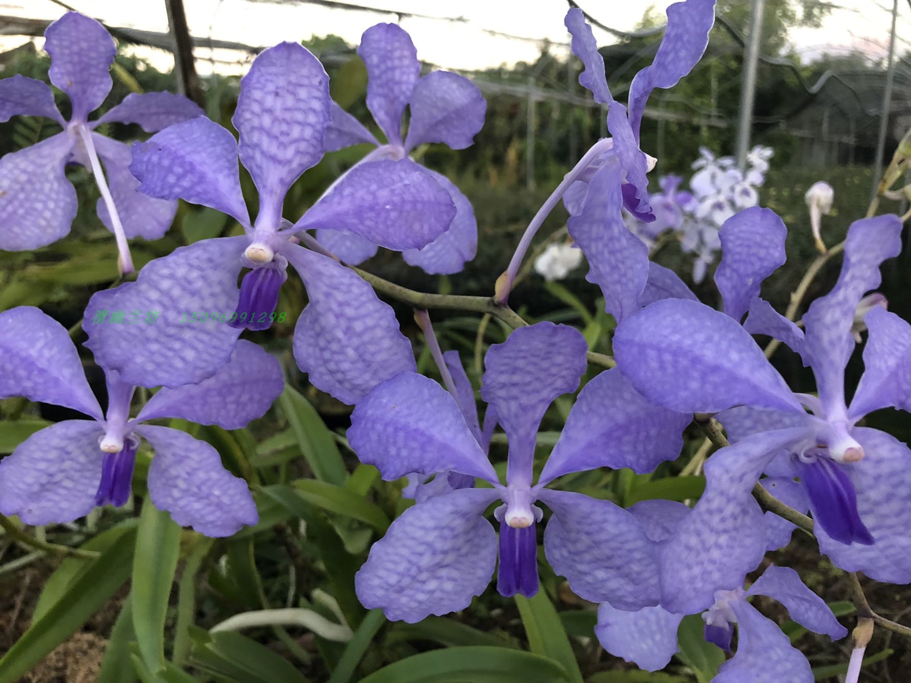 兰花-洋兰-云南大花万代兰/蓝花万代vanda coerulea