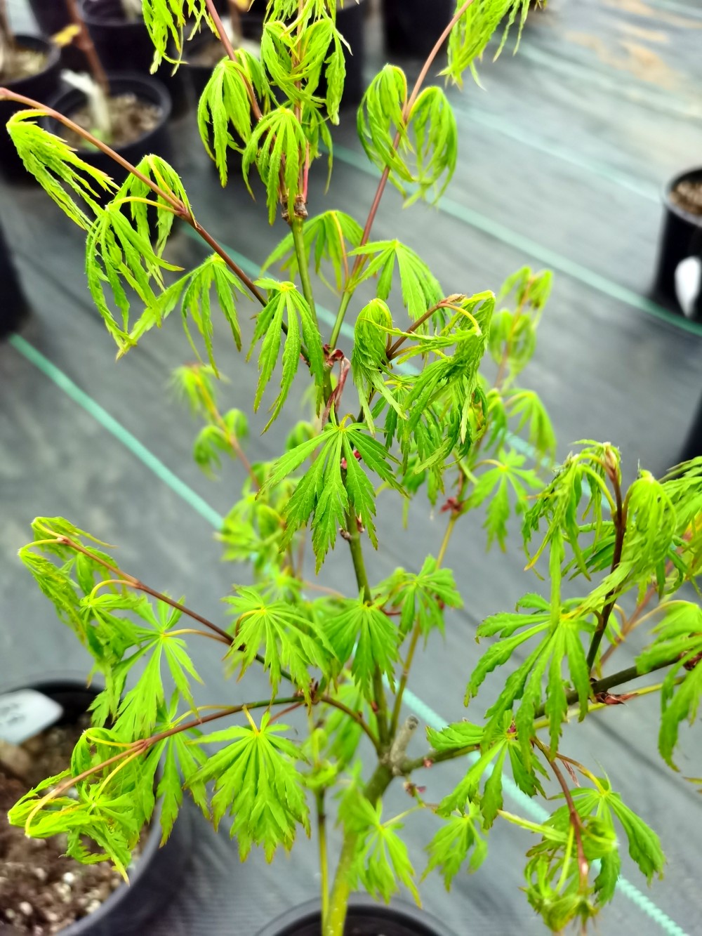 4,会羽毛枫开花,其花朵会吸收羽毛枫中的营养物质,保持自身鲜艳,会