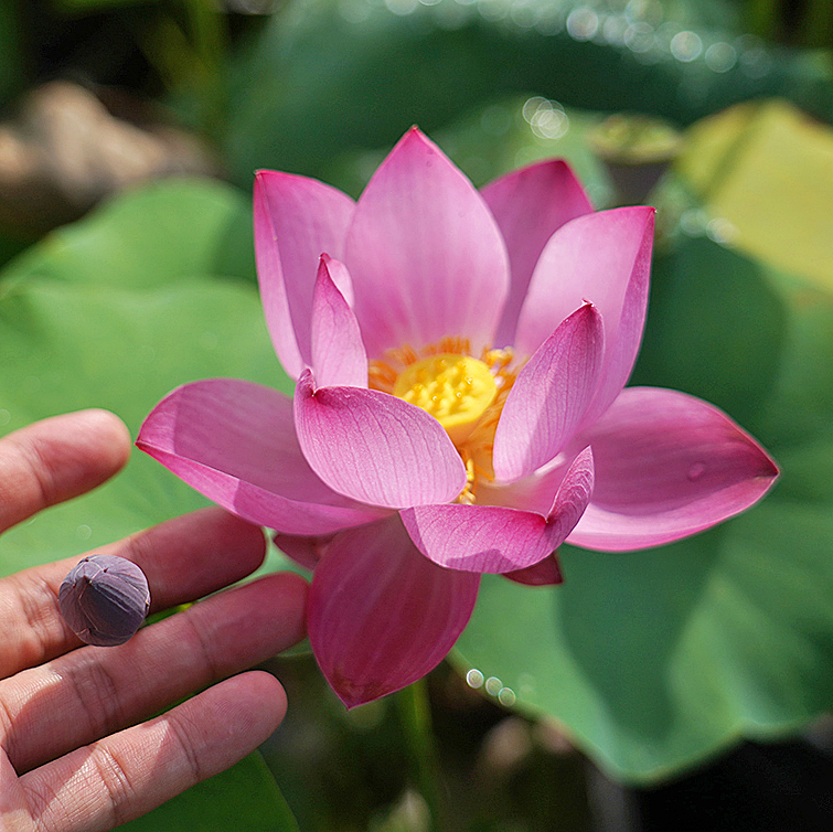 【金粉•永明春色】周劲松碗莲盆栽小荷花种藕苗庭院吸甲醛阳台花