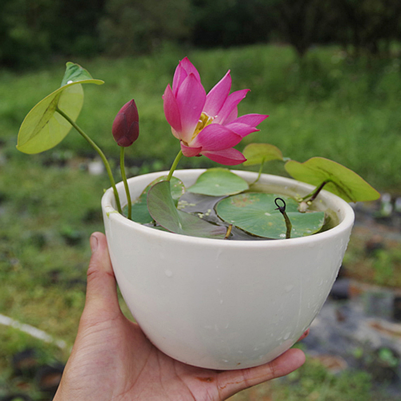 【紫仙朱颜】周劲松小盆栽荷花微型莲花碗莲种藕或小苗直播 - 周劲松