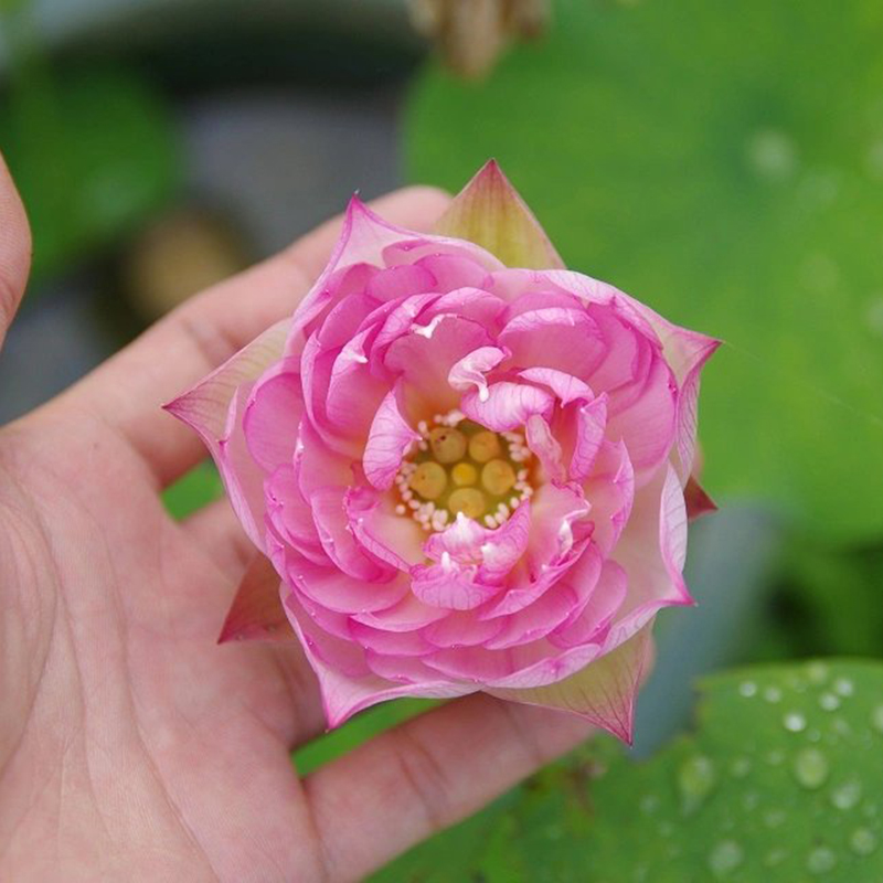 【粉魁】周劲松家养中小型盆栽碗莲荷花种藕根茎苗水生培植物花卉