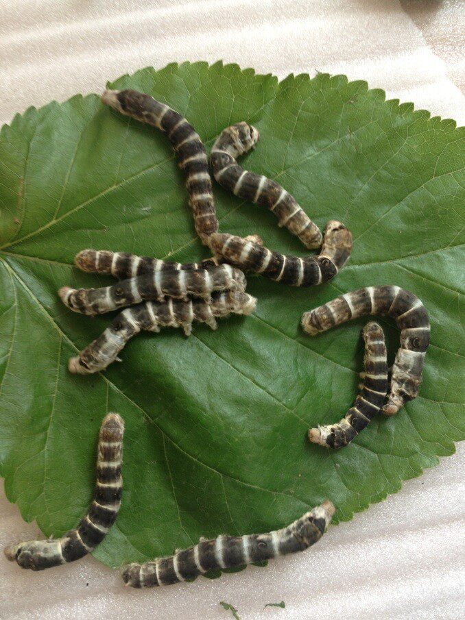 斑马蚕黑色虎头蚕宝宝 纯种虎头蚕宝宝卵 黑虎蚕卵稀有蚕种 50颗