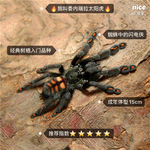 蛛窝的优惠券大全—委内瑞拉太阳虎蜘蛛日虎2-12cm树