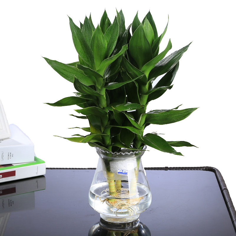 水培莲花竹怎么养 - 绵柔百科知识