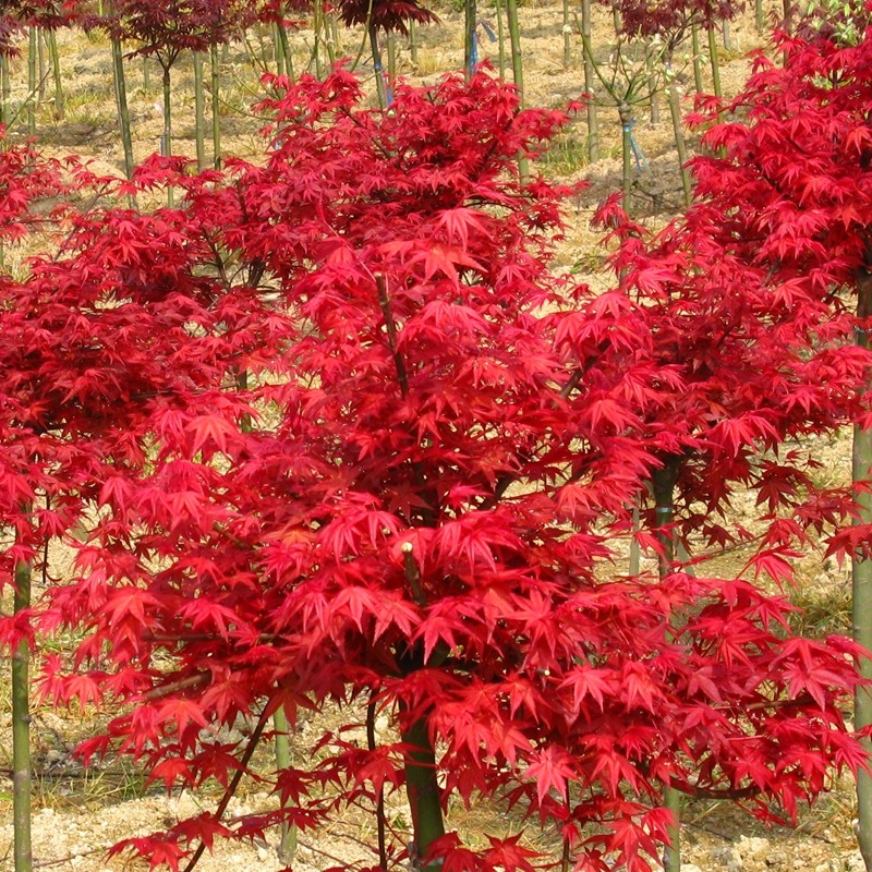 日本枫千染 红枫 日本红枫 猩猩 新叶鲜红色 盆栽苗保证成活枫树