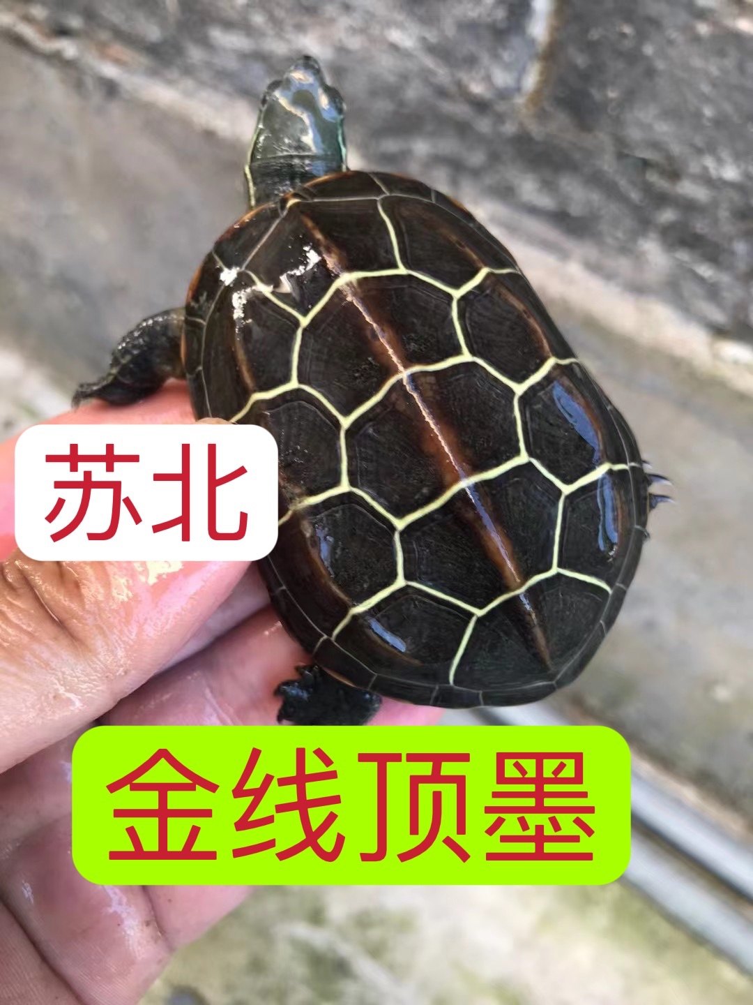 金线顶墨龟纯种全黑外塘冷水养殖中华草龟迷你小乌龟活物活体包邮