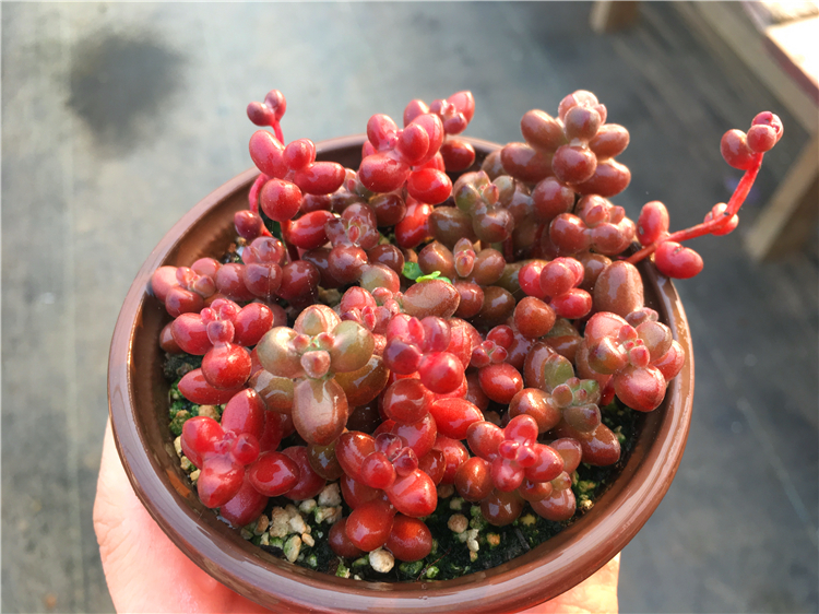 珊瑚珠多肉植物非红浆果易爆盆一物一拍大棚直销绿植盆栽迷你