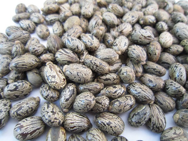 蓖麻子蓖麻籽大麻子蓖麻仁蓖麻种子中药材粒粒饱满500克