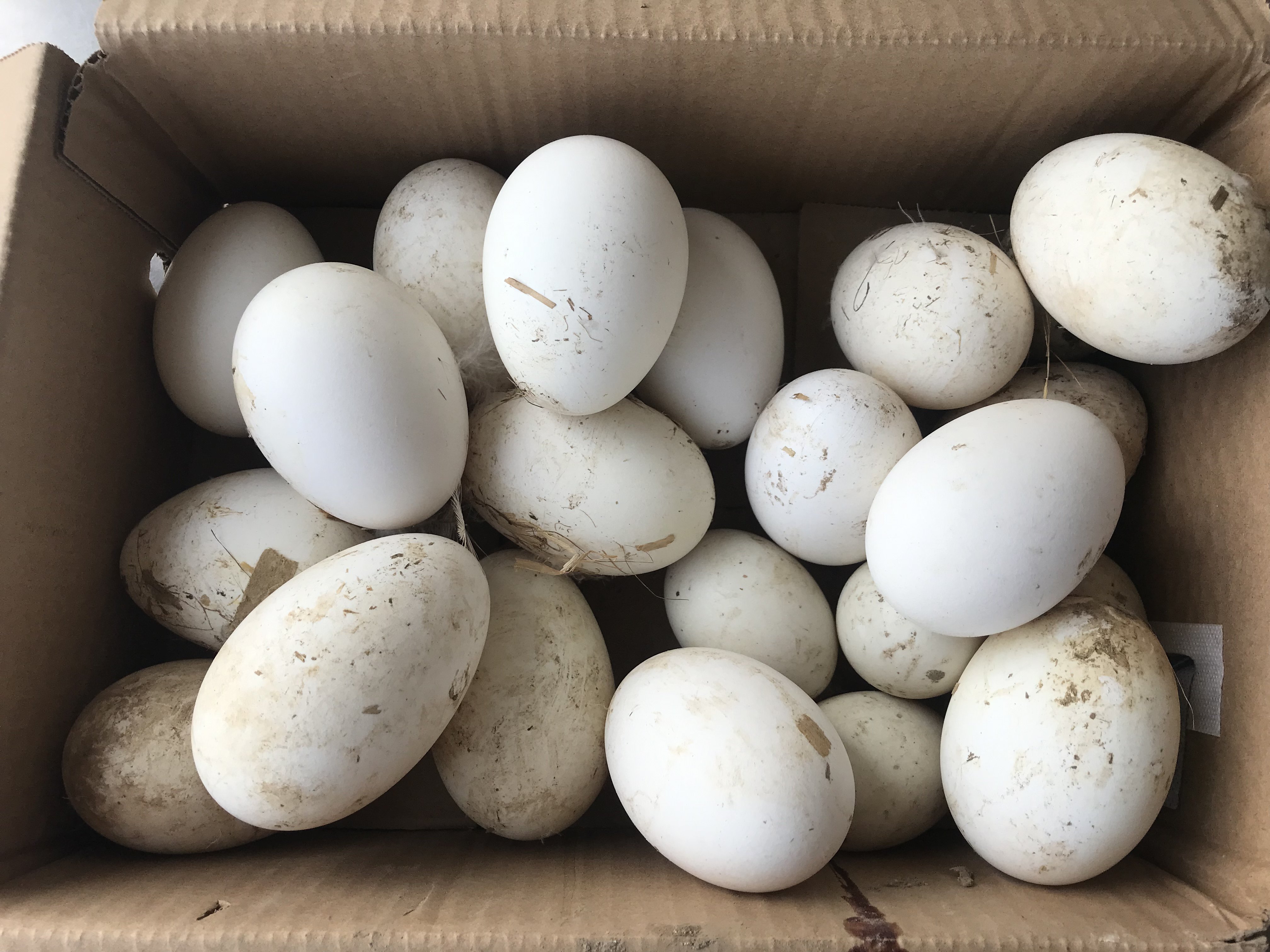 鹅蛋大全——其他用品