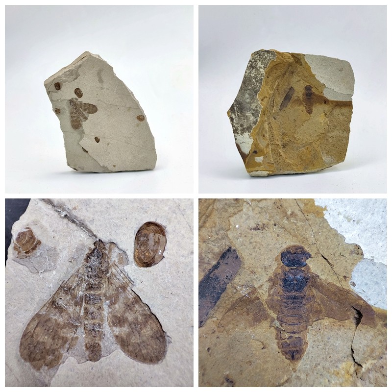 辽西化石对板昆虫化石道虎沟昆虫化石标本古生物化石科普教学标本