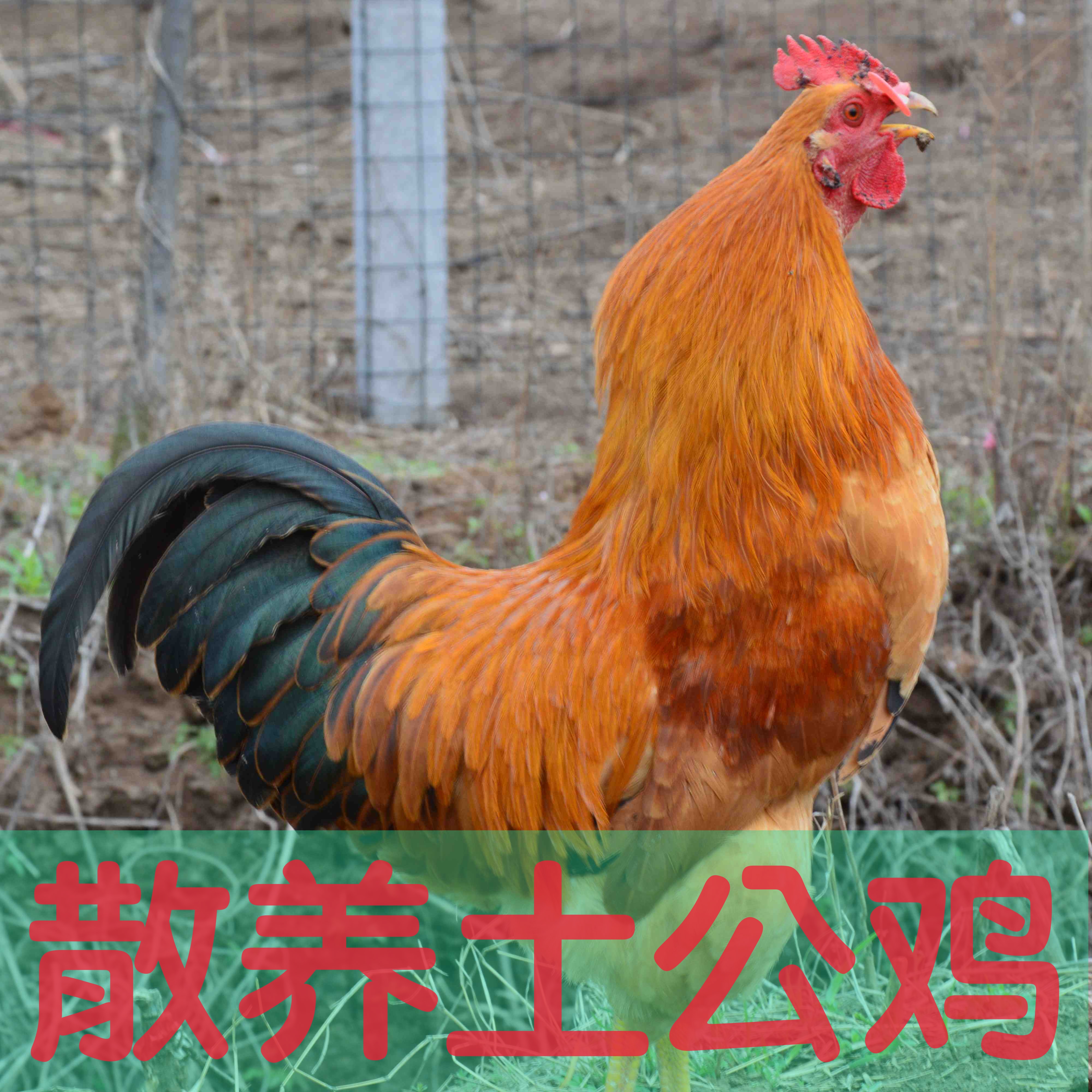 大全—天中人家果园散养土鸡养农家大公鸡跑养鸡走地鸡三黄鸡一只包邮