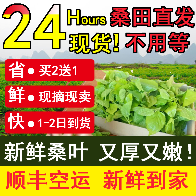 新鲜桑叶新鲜蚕宝宝食物学生养蚕大叶小蚕鲜嫩桑叶喂蚕蚕卵