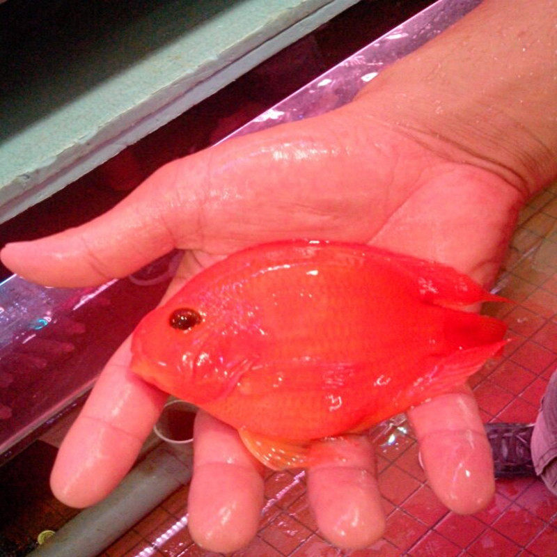 艺扬水族馆06 6月销0件热带观赏血鹦鹉活体中大小型发财鱼17.