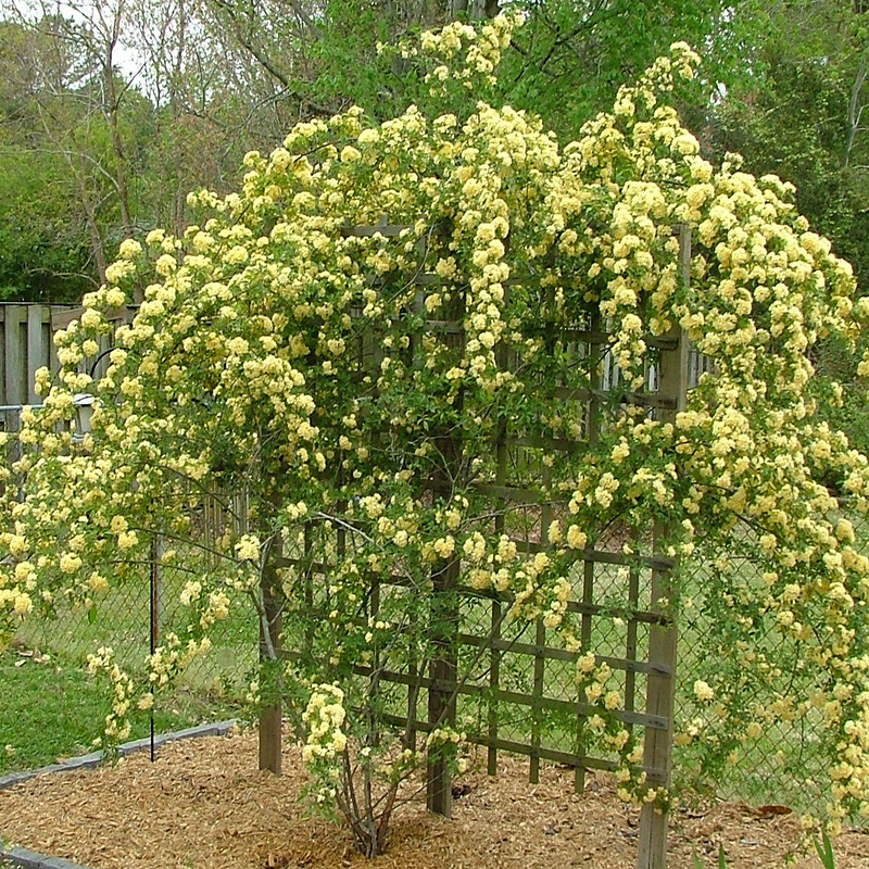 甜蜜木香花苗浓香型