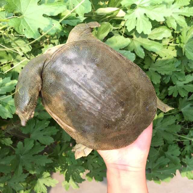北方生态甲鱼外塘中华鳖王八水鱼团鱼四年龄老鳖1.5斤包邮活体