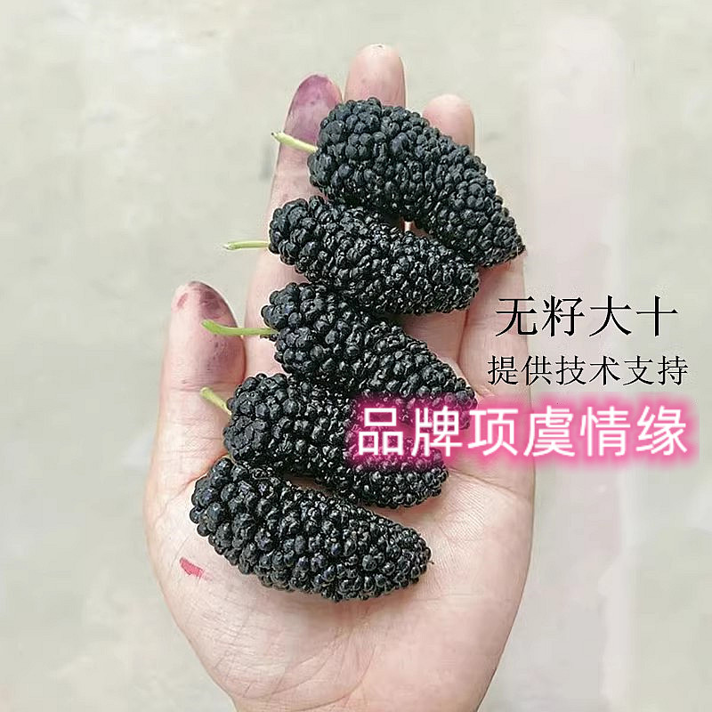 黑桑甜桑葚树苗嫁接桑树活苗无籽大十果桑苗南方北方种植当年结果