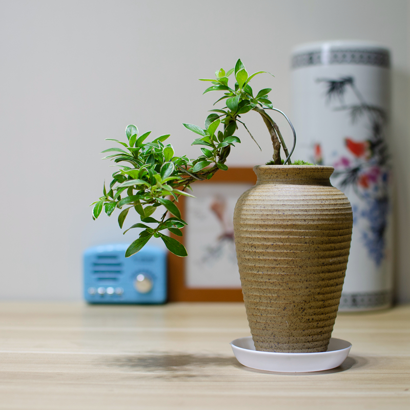 迷你掌上盆栽绿植办公室桌面茶台摆件小盆景植物室内好养净化空气