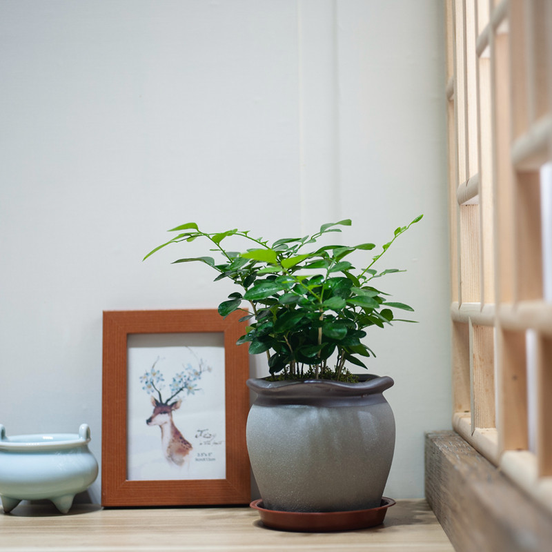 九里香盆栽四季常绿书房办公室卫生间客厅室内好养花卉驱蚊绿植