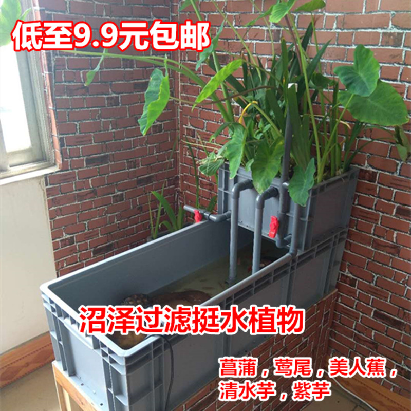 水培沼泽过滤箱挺水植物美人蕉莺尾水菖蒲水芋龟缸过滤水草铜钱草