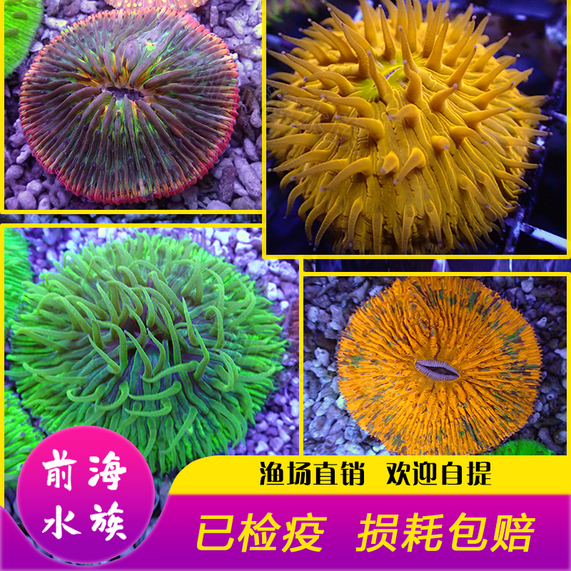短须飞盘珊瑚活体海水鱼缸软体lps海底珊瑚水族彩虹双