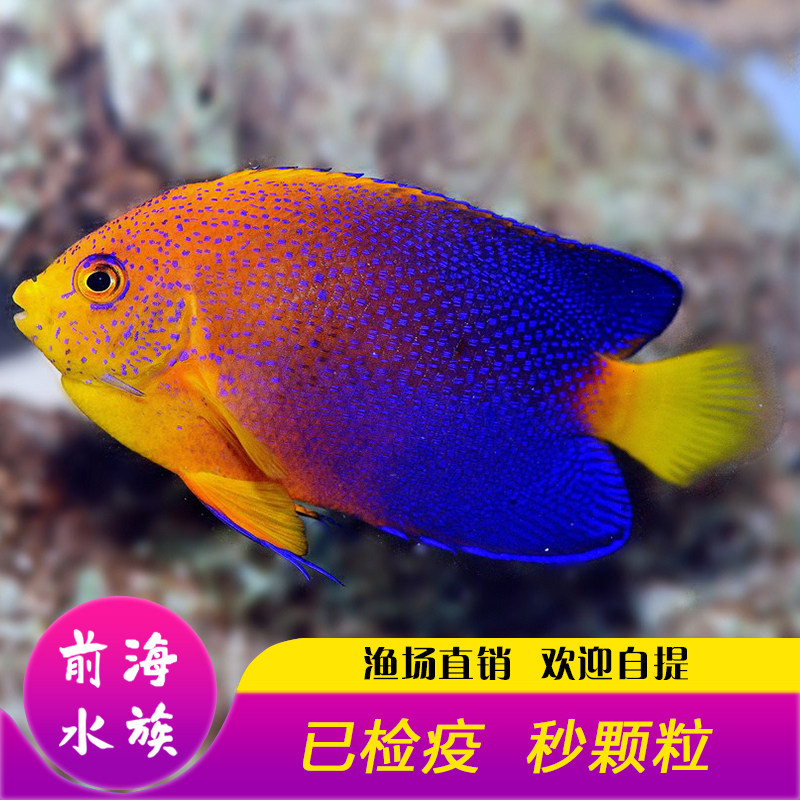 日本活体橙仙稀有品种海水珊瑚检疫鱼