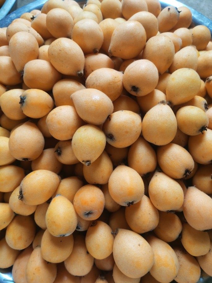 纯甜长虹枇杷中大果3斤单果2030克