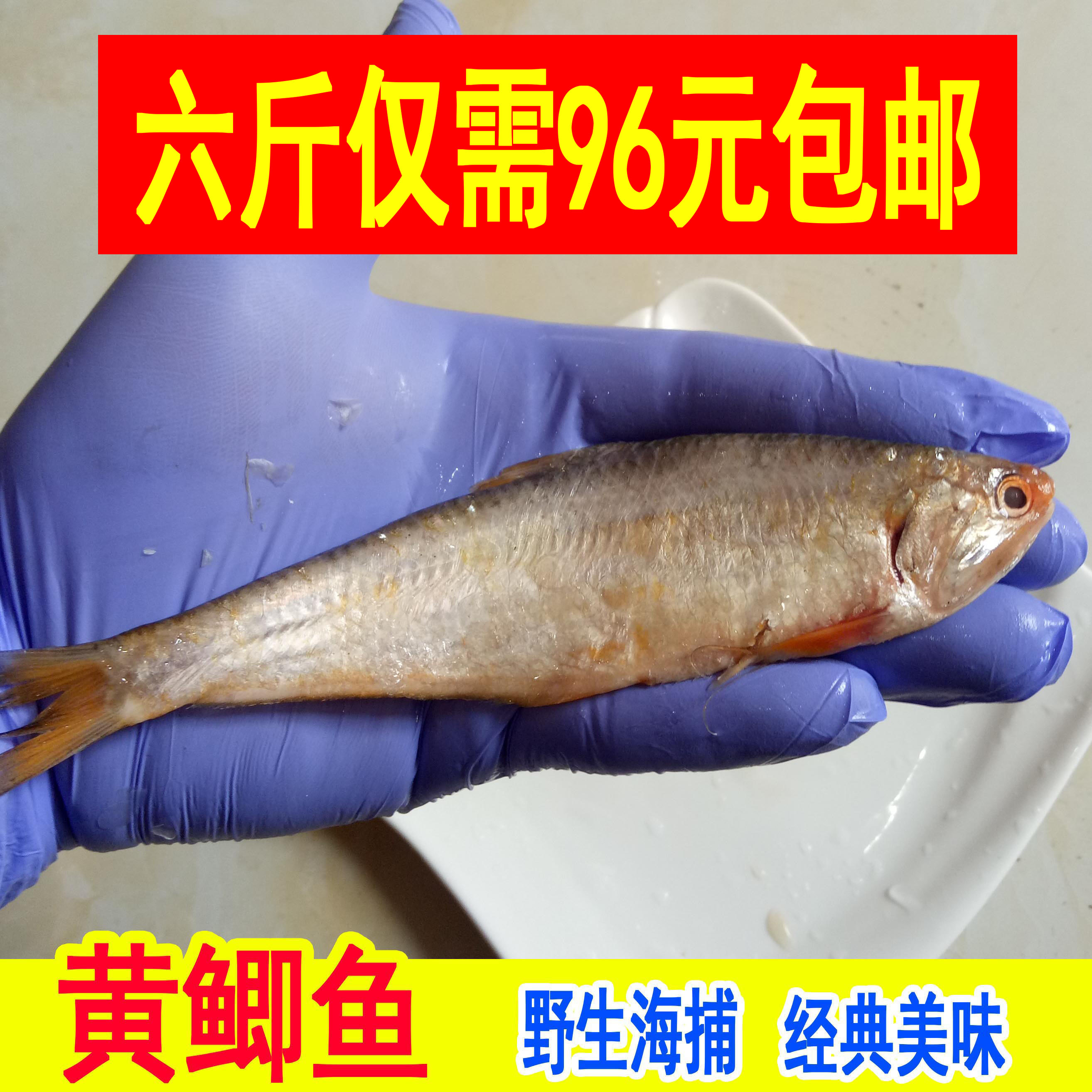 新鲜黄鲫鱼海捕黄鲫子鱼黄尖子毛扣鱼油扣马口鱼海鱼烤子鱼海捕鱼