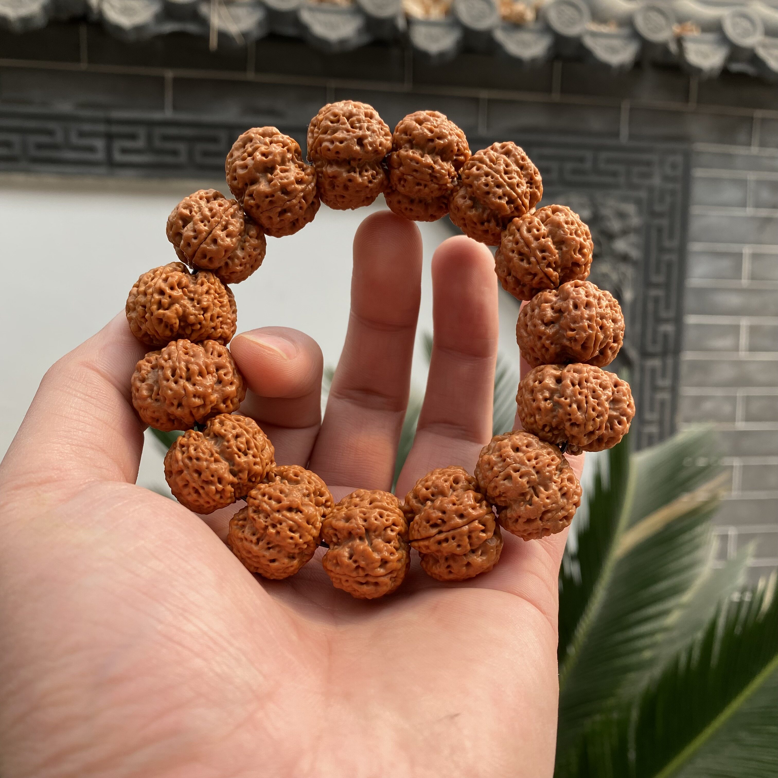 2022年新籽尼泊尔玉华皮大金刚菩提子至尊纽扣帝王花手串