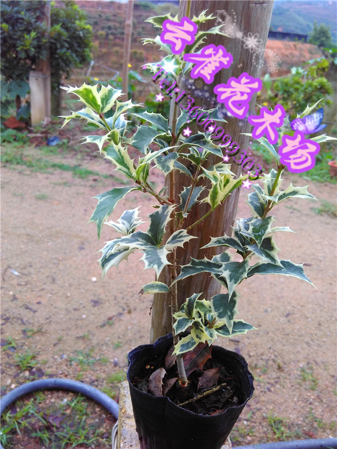 包邮 [金边刺桂]高档绿植盆栽花叶共赏金边刺桂大小苗