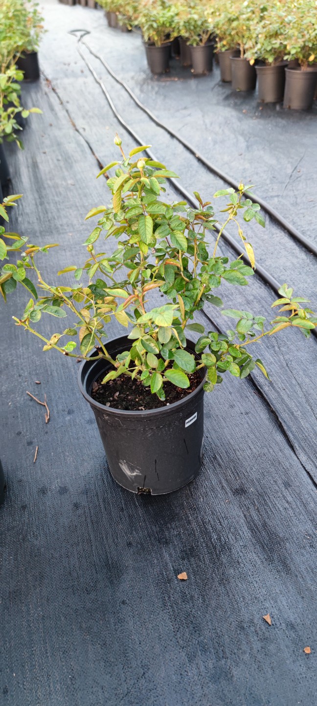 伊芙伯爵粉伯爵胭脂香水乙女心贵族妖精蕾欧诺蓝宝石月読2加大苗