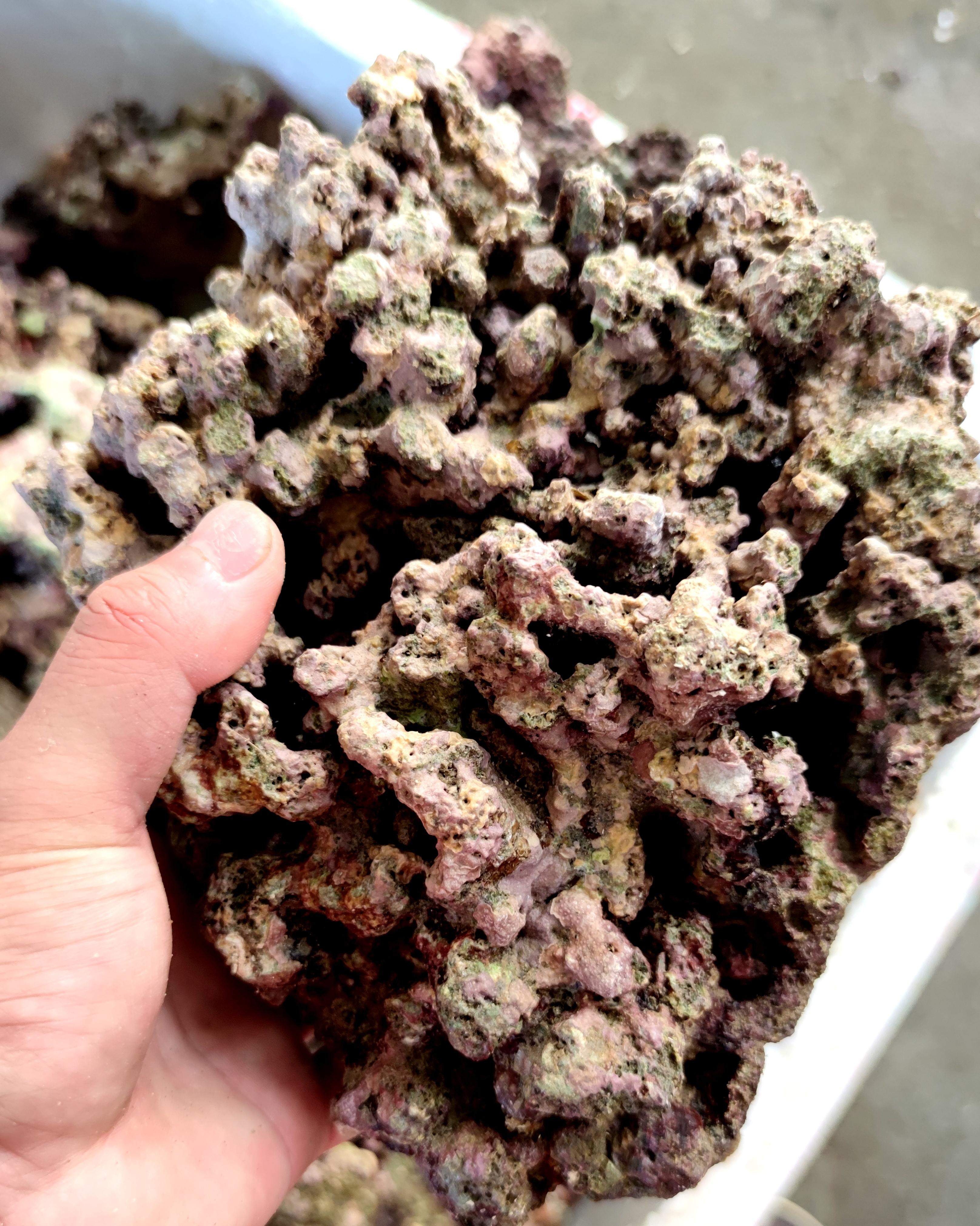 海开缸活石深海高钙造景现捞海水缸