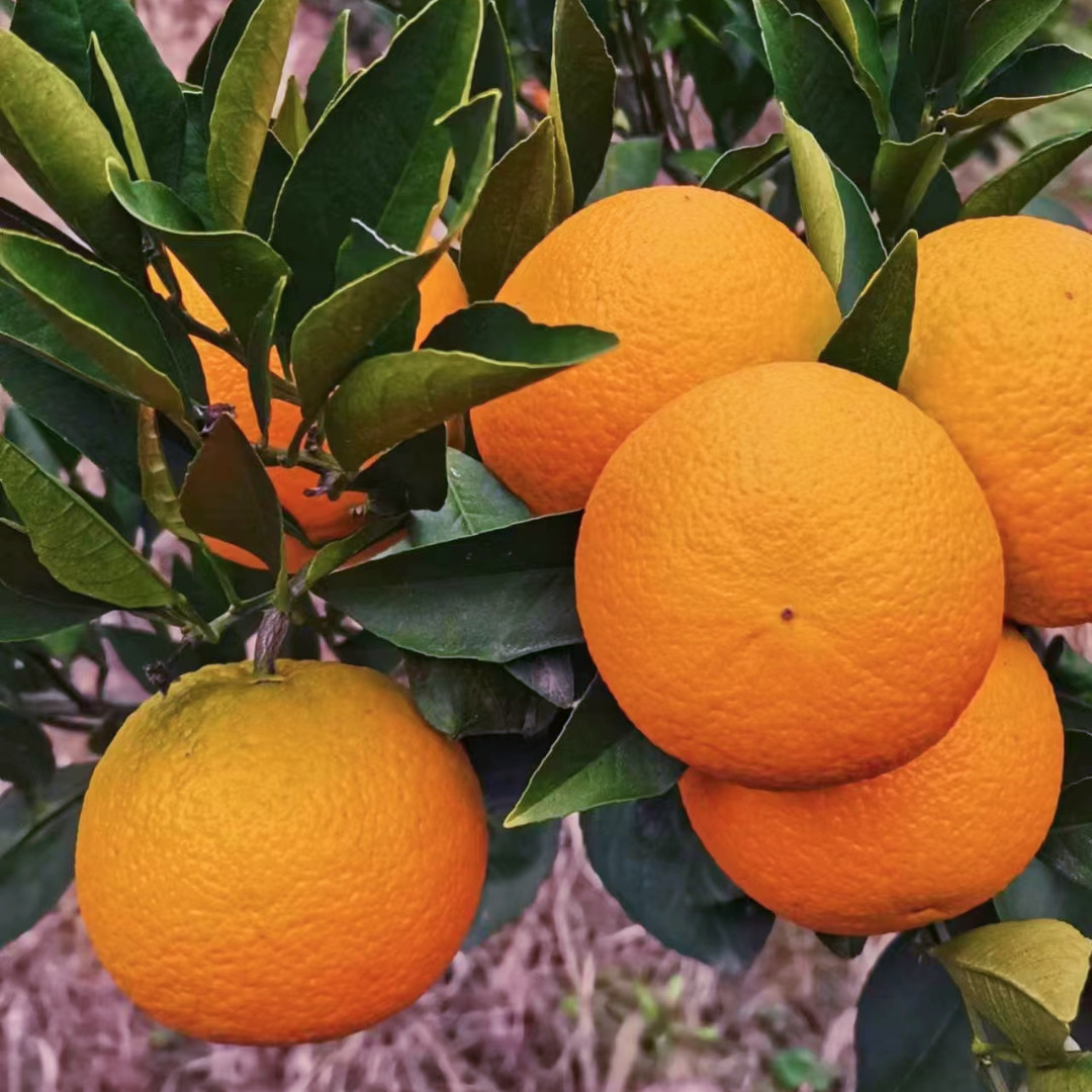 秭归果汁脐橙自家果园九月红脐橙酸精品大果甜可口,风味悠长非赣