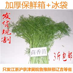 山东农家自种新鲜蔬菜茴香菜头茬茴香苗饺子馅发货现割3斤包邮