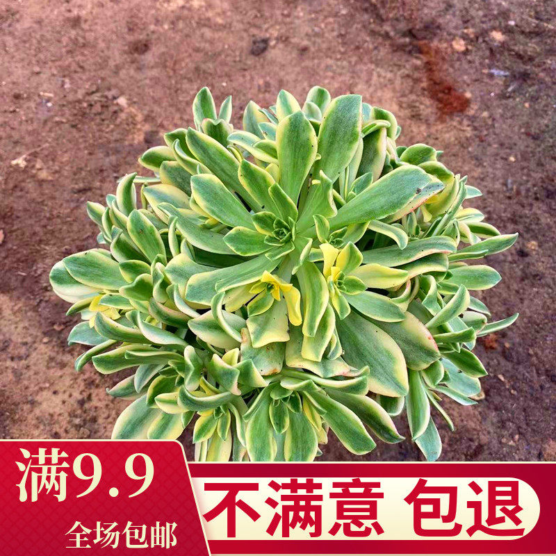 多肉植物甜茶绿茶锦群生多头法师办公室创意盆栽花卉绿植防辐