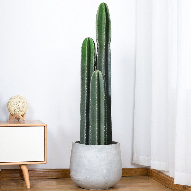 量天尺盆栽仙人柱龙凤柱仙人掌北欧客厅办公室绿植防辐射多肉植物