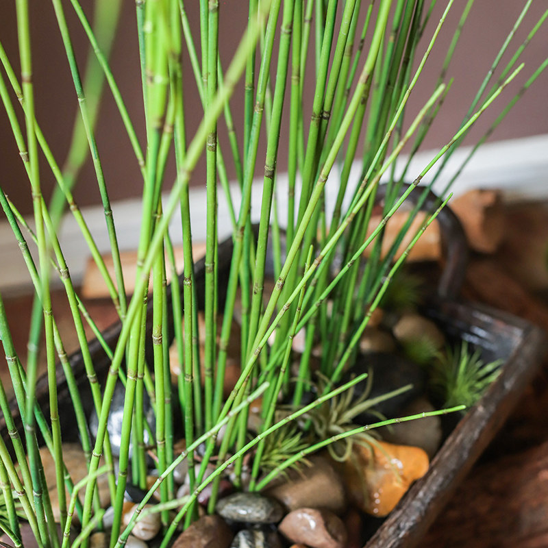 竹节草(竹节草可以直接扔水里养吗)