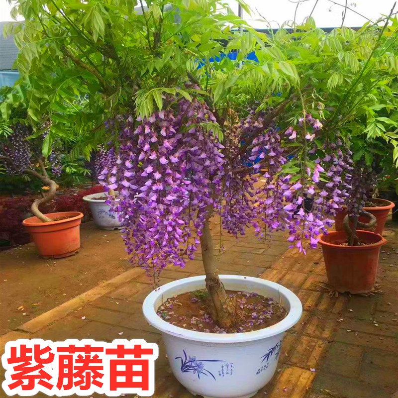 紫藤花树苗爬藤植物围墙公园多季开花别墅庭院绿植花卉藤蔓紫藤萝