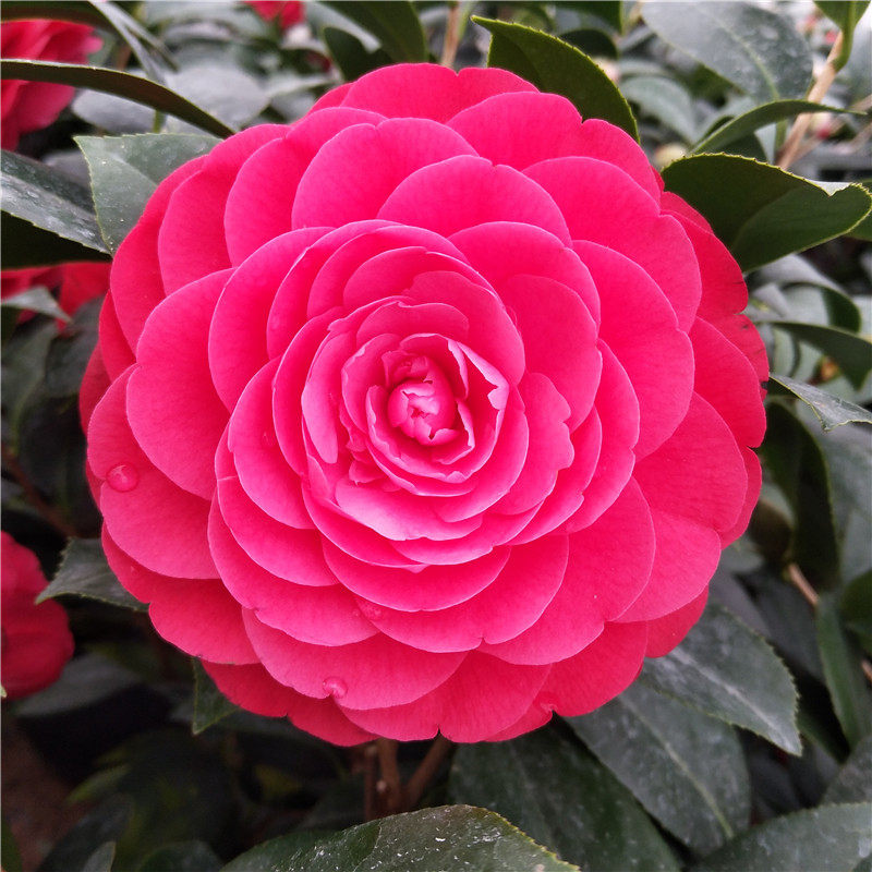 特价茶花盆栽 十色赤丹