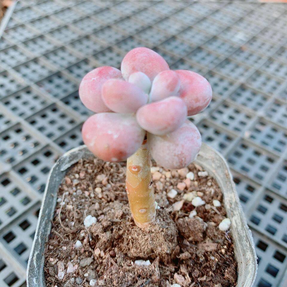 特价桃蛋老桩 桃之卵