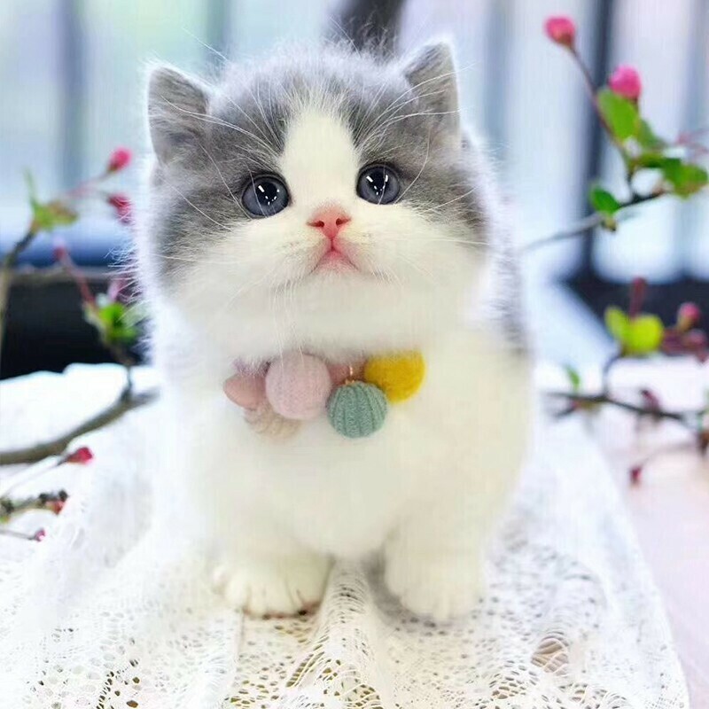 纯种蓝白英短猫活体英短蓝白幼猫曼基康矮脚短腿猫宠物猫咪幼崽