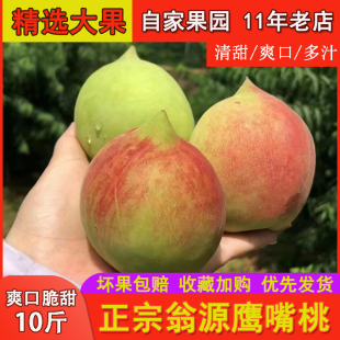 正宗广东翁源鹰嘴桃新鲜现摘大果孕妇水果水蜜桃脆甜爽口毛桃10斤
