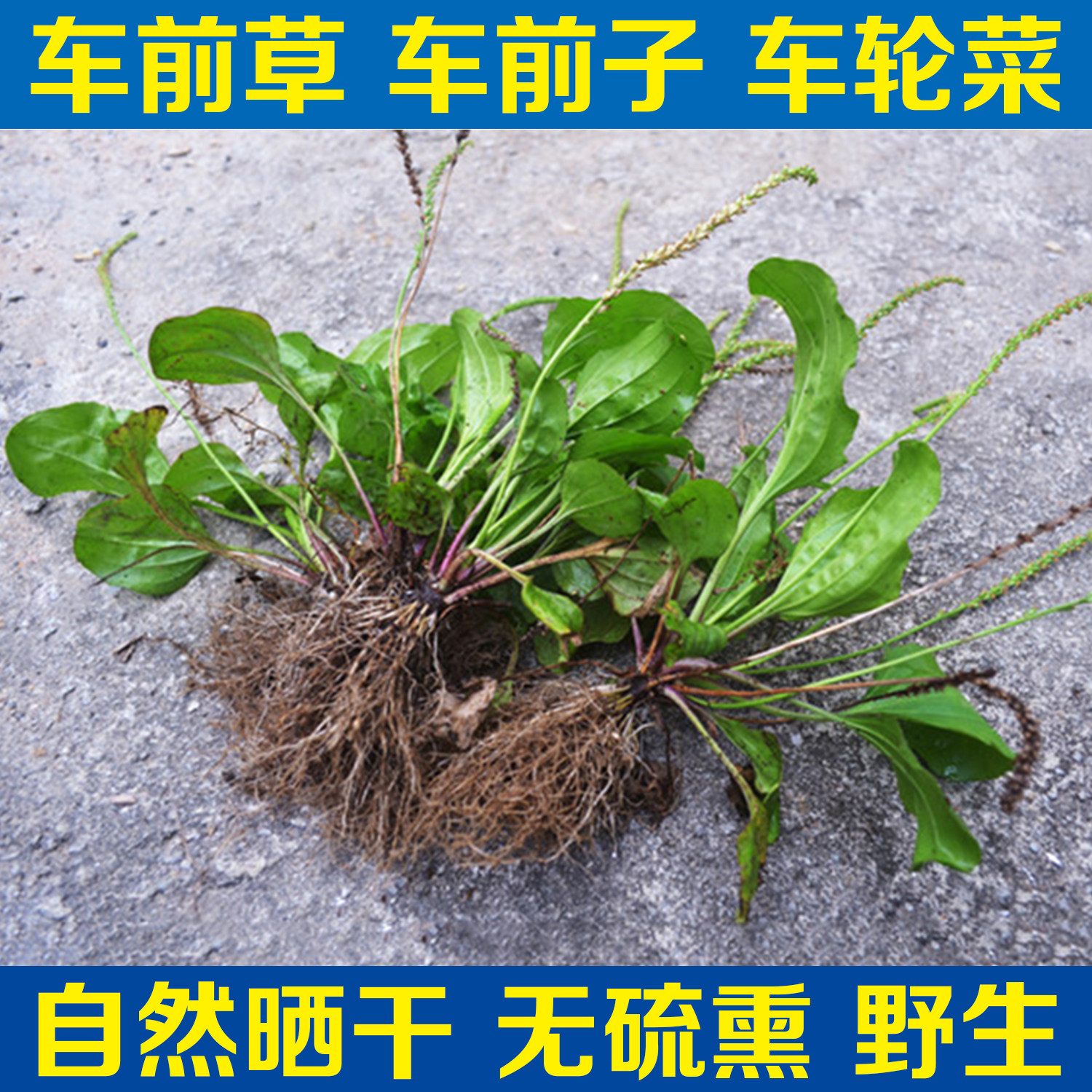 新鲜晒干车前草中药材野生车轮菜牛舌菜车前子500g全草包邮