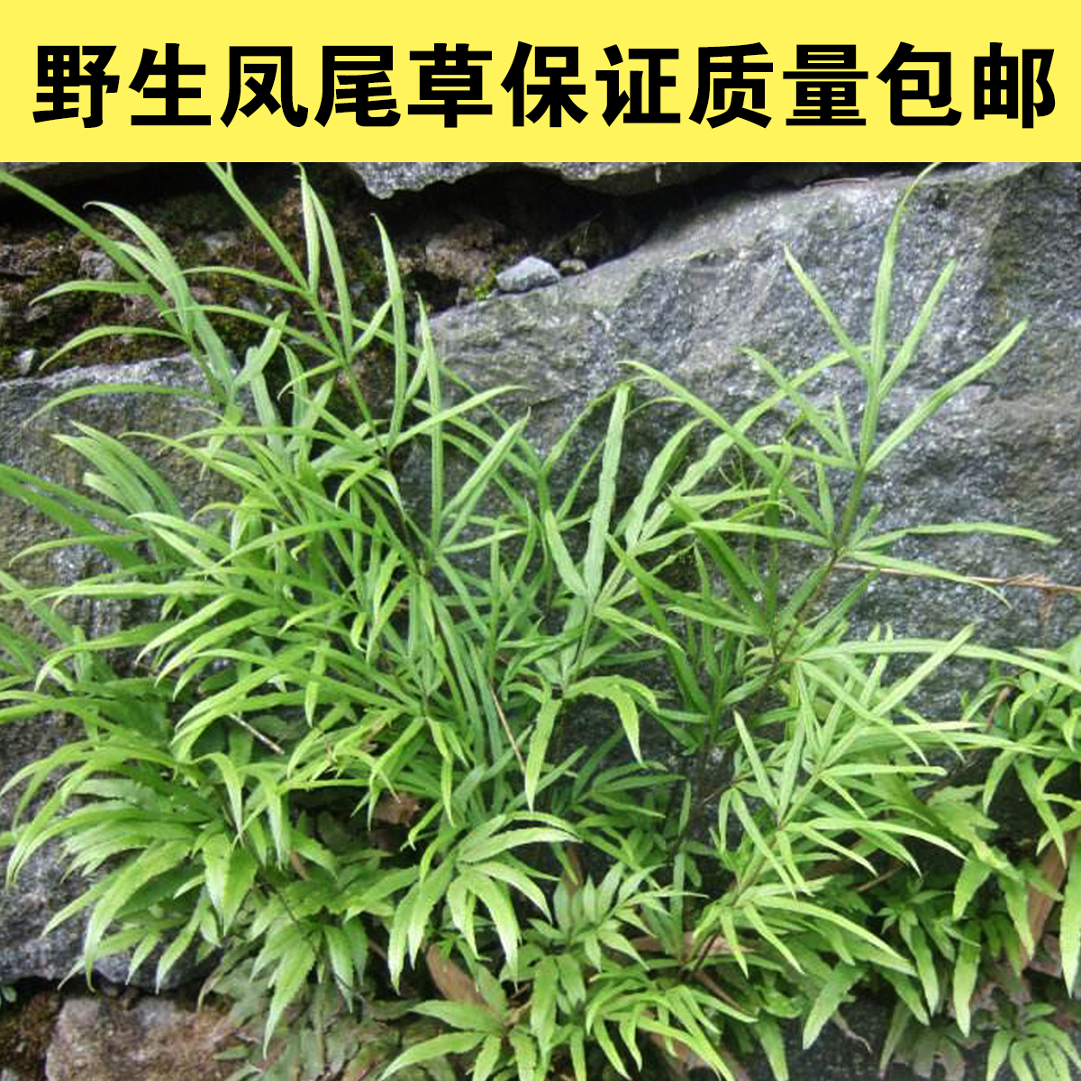 金鸡尾草别名图片