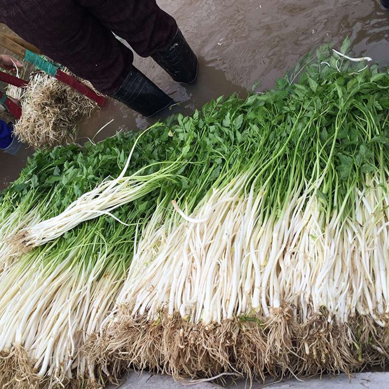 安徽特产芹芽_安徽无为特产新鲜蔬菜无为芹芽青芽水芹菜当天现挖发货