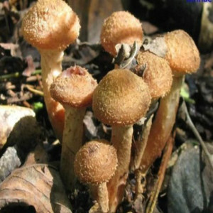 东北榛蘑长白山草蘑菇小鸡炖蘑菇特级纯野生干货新鲜无根500g包邮