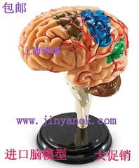 4D脑模型 拼装脑模型 脑解剖模型 大脑模型 脑功能 缩小型 看尺寸