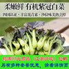 嘉仕有機紫冠白菜200g 時令新鮮蔬菜生鮮農産品沙拉配送滿包郵 嘉仕有機紫冠白菜200g 時令新鮮蔬菜生鮮農産品沙拉配送滿包郵