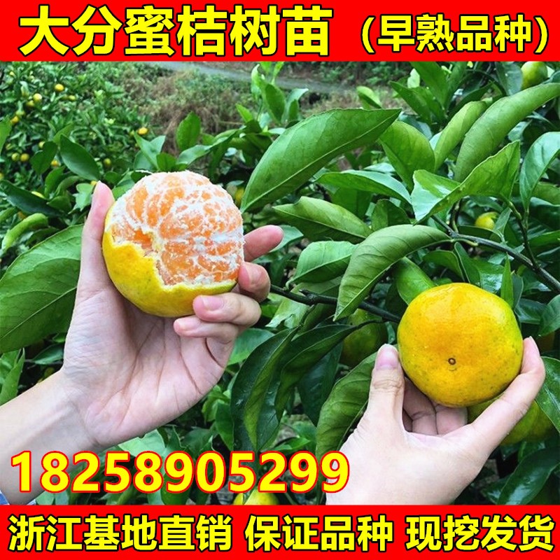 特早熟蜜桔树苗大分一号蜜桔苗大分四号柑橘苗南北方种植当年结果