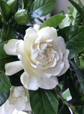 牡丹栀子花盆栽独杆大叶庭院带花苞绿植物浓香型四季好养带土花苗